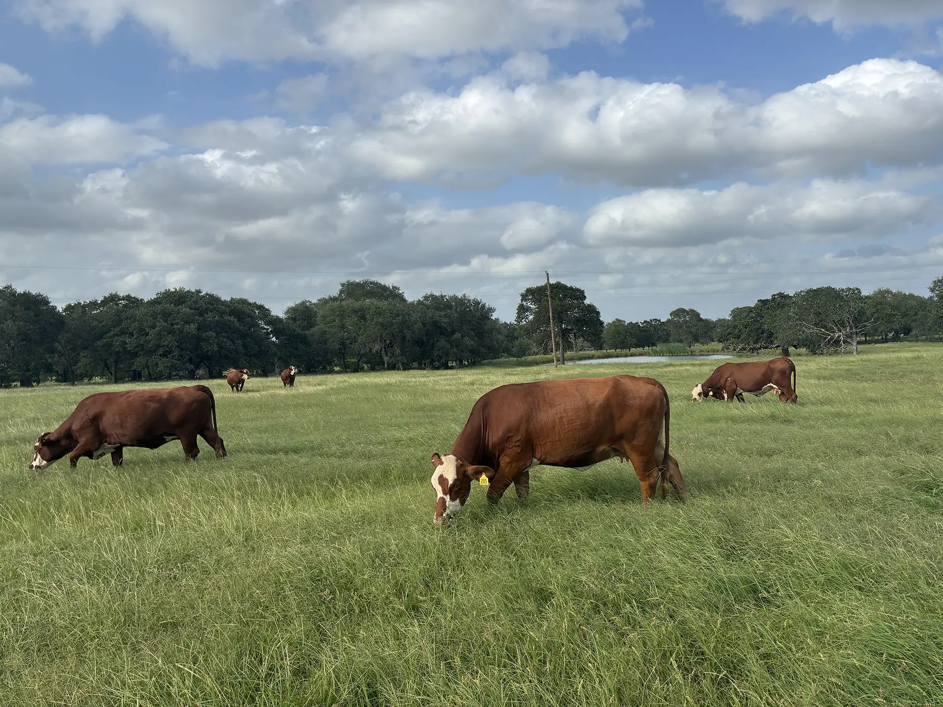 cows in field
