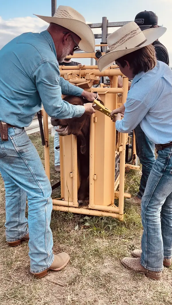 tag day C5 Cattle ranchers caring for a calf during routine ranch work